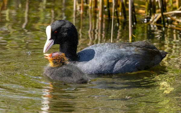 Yavruları Olan Sıradan Yaban Ördekleri Bebekleri Olan Öküzler Suda Beslenen — Stok fotoğraf
