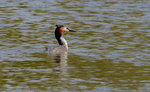 Isolated Great Crested Grebe Full Breeding Plumage Swimming Water — Stock Photo, Image