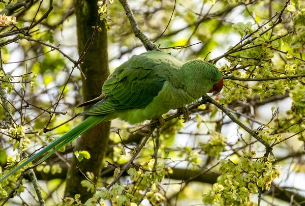 stock image Ring necked parakeet, Indian parrot, parakeets on branches in the trees of the parks in Amsterdam 