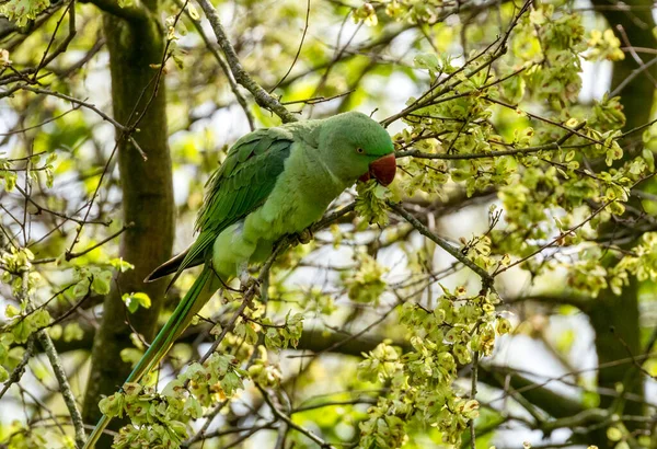 stock image Ring necked parakeet, Indian parrot, parakeets on branches in the trees of the parks in Amsterdam 