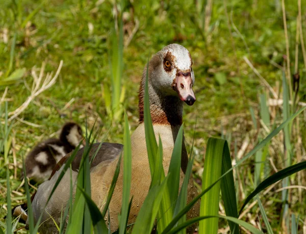 Egyptian Geese Goslings Egyptian Goose Young — Stock Photo, Image