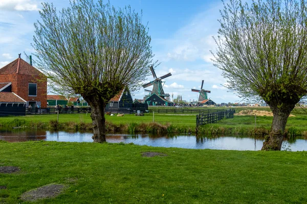 Amsterdam Krajobraz Kanału Łąki Pracujących Wiatraków Holenderski Krajobraz Historycznymi Wiatrakami — Zdjęcie stockowe