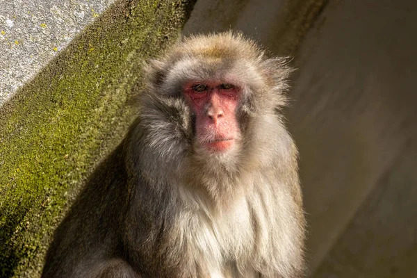 Close Retrato Japonês Macaque Rosto — Fotografia de Stock