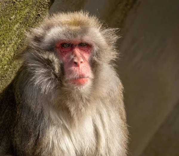 Ritratto Ravvicinato Del Volto Del Macaco Giapponese — Foto Stock