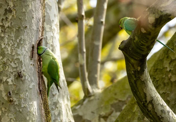 stock image Ring necked parakeet, Indian parrot, parakeets on branches in the trees of the parks in Amsterdam 