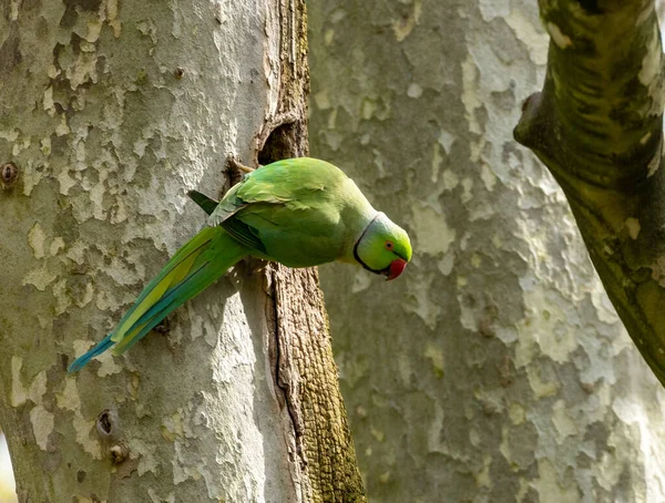 stock image Ring necked parakeet, Indian parrot, parakeets on branches in the trees of the parks in Amsterdam 