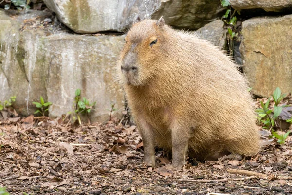 Capybara Μεγαλύτερο Τρωκτικό Στον Κόσμο Κάθεται Μάτια Κλειστά Απολαμβάνοντας Λιακάδα — Φωτογραφία Αρχείου