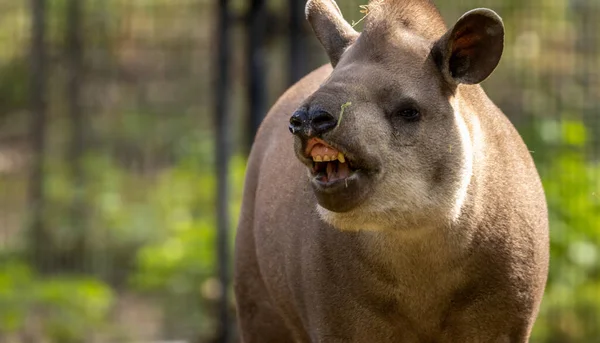Tapir Sul Americano Puxando Caras Engraçadas — Fotografia de Stock