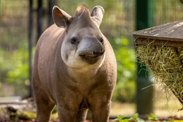 Südamerikanischer Tapir Zieht Lustige Gesichter — Stockfoto