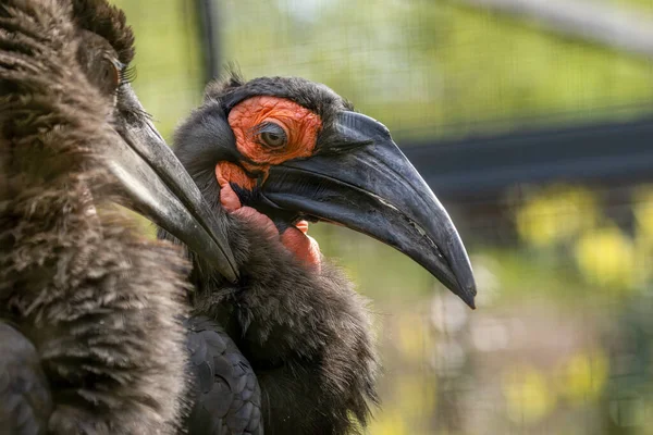 close up of a black-crowned bird, Southern ground hornbill couple, male grooming female, mating ritual, courting birds
