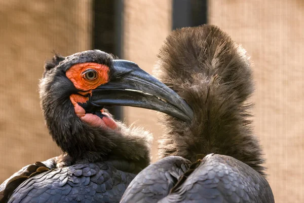 Nahaufnahme Eines Schwarzkronenvogels Südliches Erdhornvogelpaar Männchen Pflegt Weibchen Paarungsritual Balz — Stockfoto