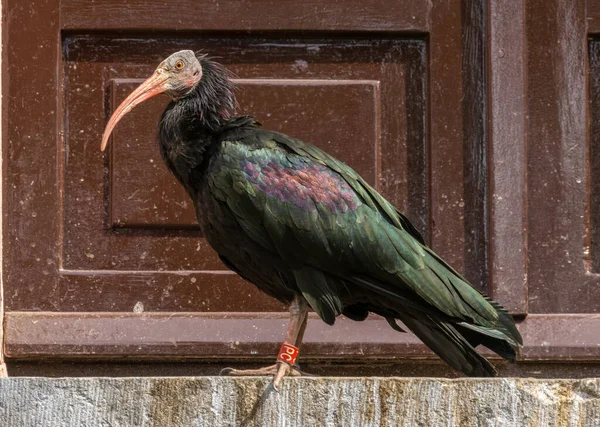 Artis Hayvanat Bahçesi Amsterdam Kel Bir Ibis Kuşu — Stok fotoğraf