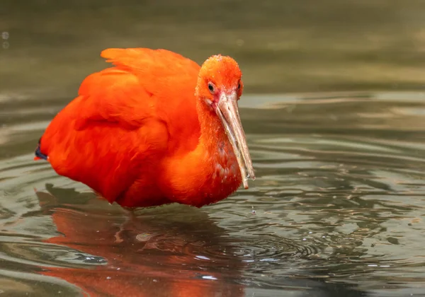 Szkarłatny Ibis Jaskrawo Kolorowy Ptak — Zdjęcie stockowe