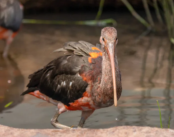 stock image Scarlet Ibis brightly coloured bird