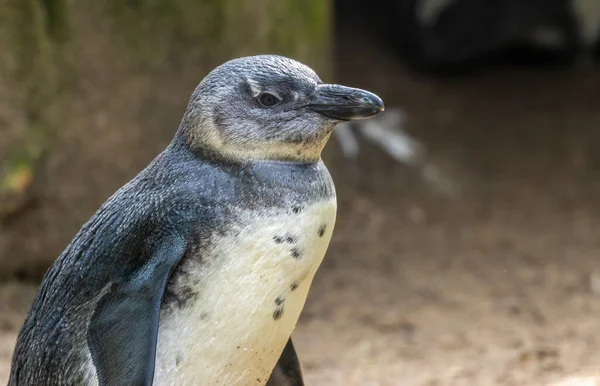 Pinguim Sul Africano Pinguim Cabo Pinguim Burro Pinguins Sol Pequenos — Fotografia de Stock