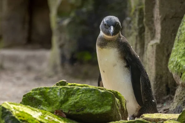 Pinguim Sul Africano Pinguim Cabo Pinguim Burro Pinguins Sol Pequenos — Fotografia de Stock