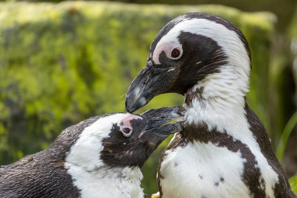 Pinguins Sul Africanos Masculinos Femininos Pinguins Cabo Pinguins Burros Uns — Fotografia de Stock