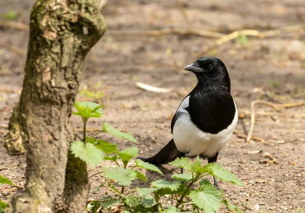 Schwarze Und Weiße Elster Kräftige Vögel Der Sonne Auf Dem — Stockfoto