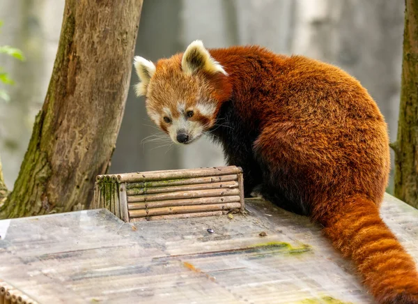 Beau Panda Rouge Grimpant Une Tache Sur Arbre Entre Deux — Photo