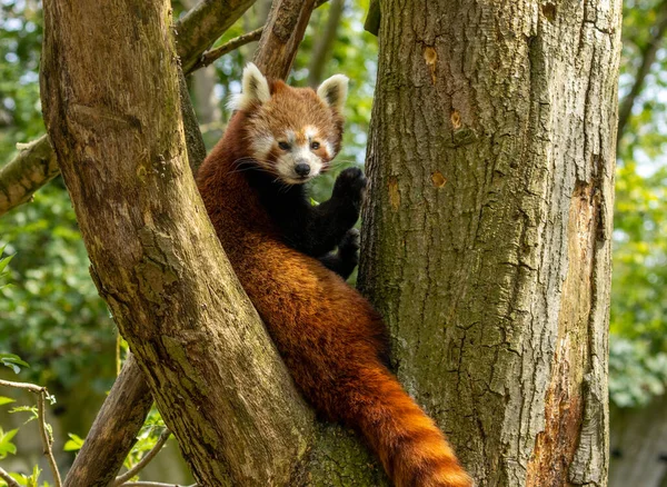 Beautiful Red Panda Climbing Spot Tree Two Branches Fall Asleep — Stock Photo, Image