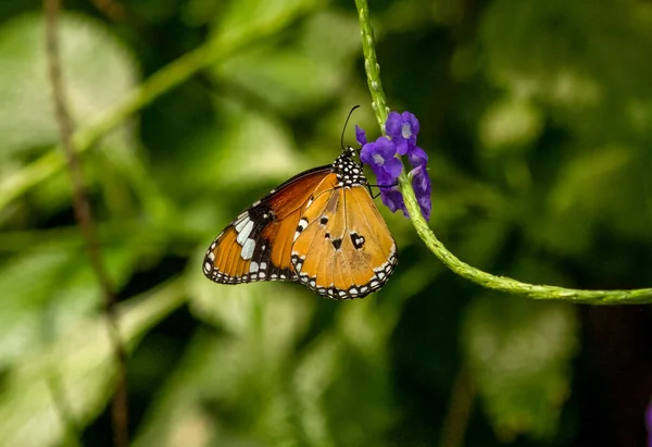 Beautiful butterflies in a butterfly garden with green leaves and flowers.  Brightly coloured Butterly wings