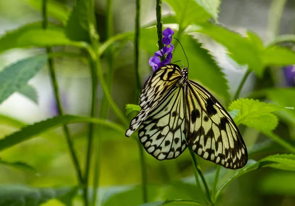 Beautiful butterflies in a butterfly garden with green leaves and flowers.  Brightly coloured Butterly wings