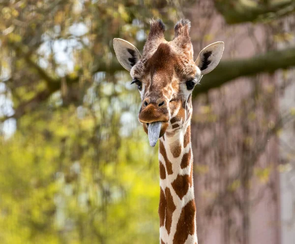 Close up of a giraffe pulling funny faces and sticking out its tongue