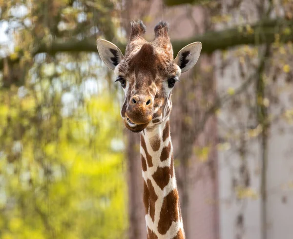 Close up of a giraffe pulling funny faces and sticking out its tongue