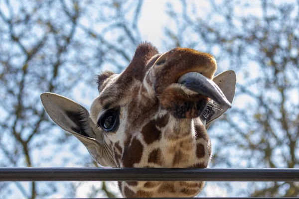 Gros Plan Une Girafe Tirant Des Visages Drôles Sortant Langue — Photo