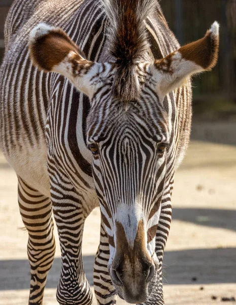 Fekete Fehér Csíkos Zebra Portré Közelről — Stock Fotó