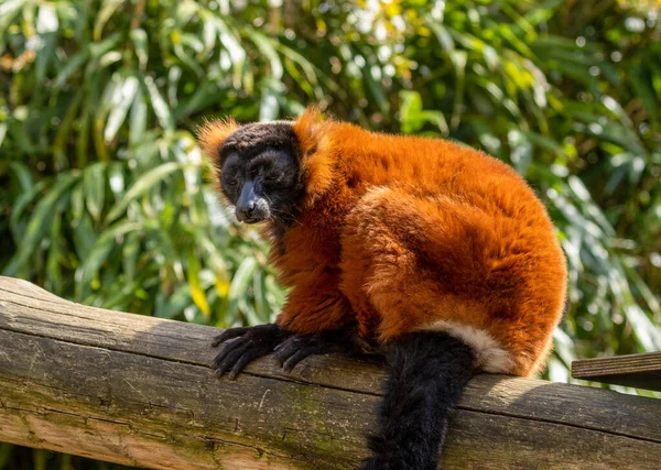 Rosso Lemure Arruffato Sole Guardando Fotocamera Poggiata Tronco Con Bellissimo — Foto Stock