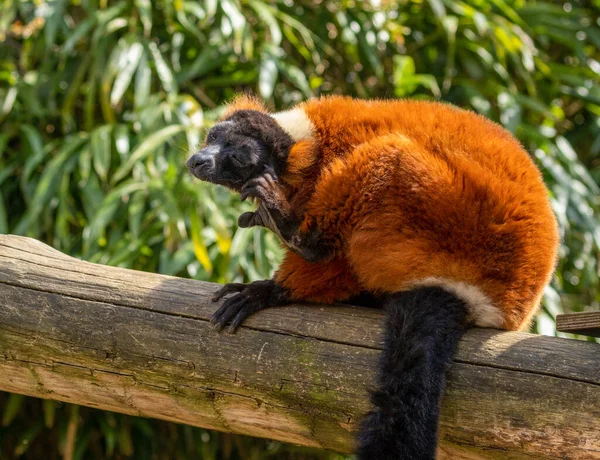 Červený Nafouklý Lemur Slunci Při Pohledu Kameru Odpočívající Kládě Krásným — Stock fotografie