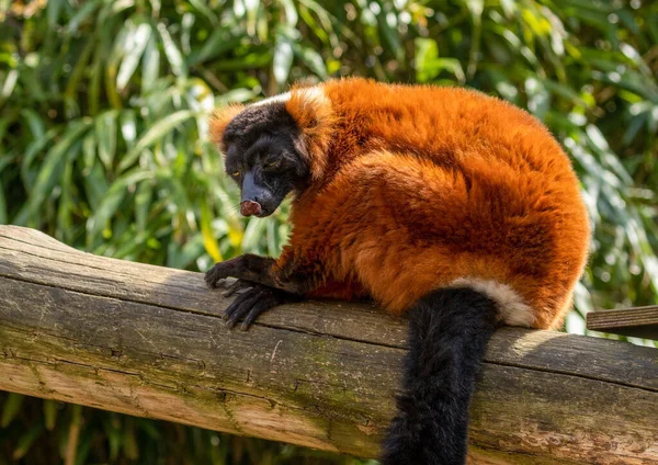 Červený Nafouklý Lemur Slunci Při Pohledu Kameru Odpočívající Kládě Krásným — Stock fotografie