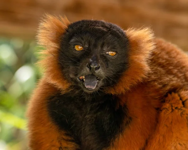 Retrato Cerca Cara Lémur Rufo Rojo Comiendo Plátano —  Fotos de Stock