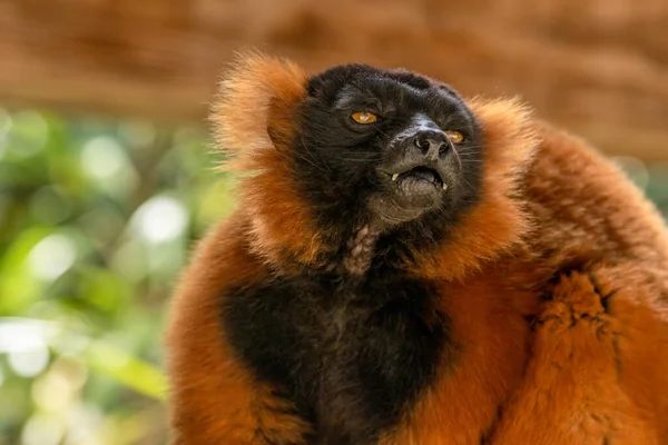 Ritratto Ravvicinato Lemure Rosso Increspato Che Mangia Una Banana — Foto Stock