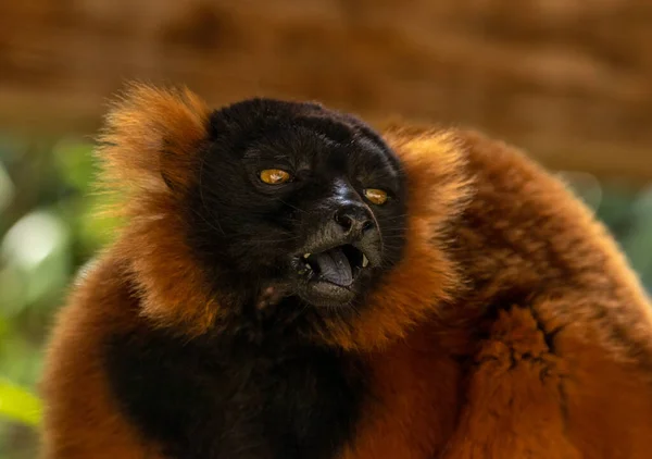 Close Retrato Vermelho Ruffed Lemur Rosto Comer Uma Banana — Fotografia de Stock