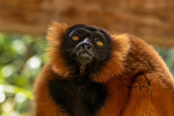 Close Retrato Vermelho Ruffed Lemur Rosto Comer Uma Banana — Fotografia de Stock