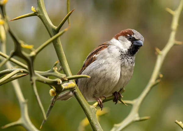 Erkek ev serçesi güneşin altında bir dala tünedi. 