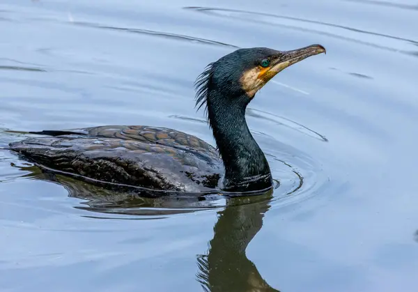Kormoran Seevögel Schwimmt Mit Schöner Reflexion Blauen Wasser — Stockfoto