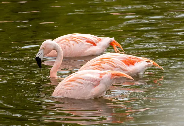 Чилийские Розовые Фламинго Плавают Кормятся Воде — стоковое фото