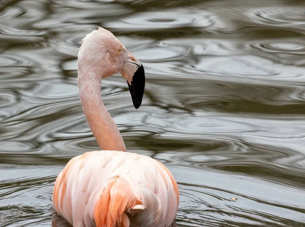 Chileense Roze Flamingo Zwemmen Voeden Het Water — Stockfoto