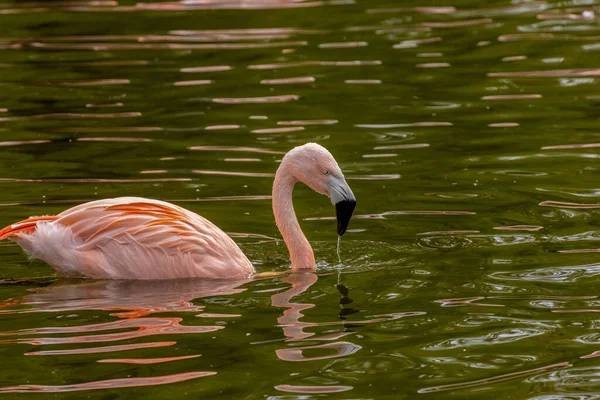 Chileense Roze Flamingo Zwemmen Voeden Het Water — Stockfoto