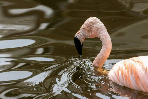 Чилийские Розовые Фламинго Плавают Кормятся Воде — стоковое фото