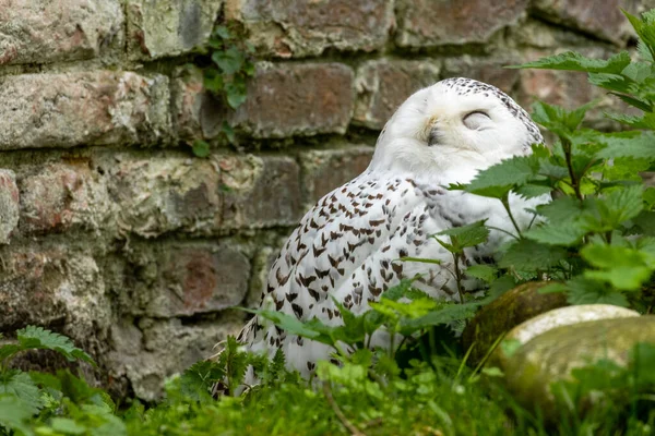 Large snowy owl sleeping against a wall behind a green bush