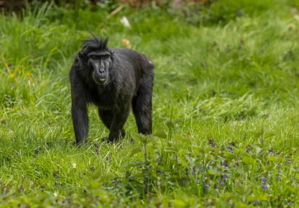 Celebes Crista Macaco Sulawesi Macaco Macaco Preto Que Macaco Velho — Fotografia de Stock