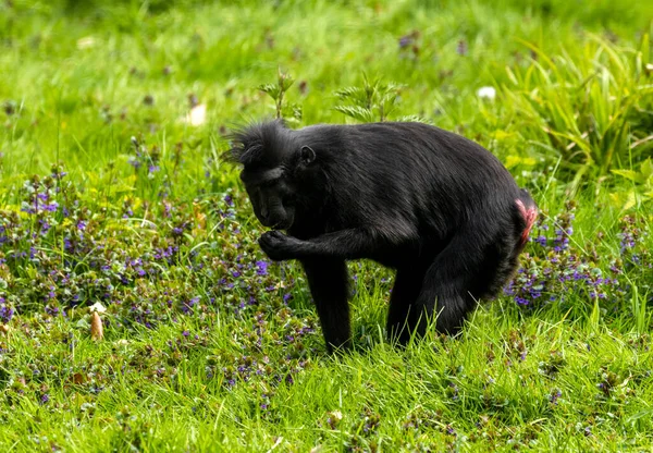 Celebes Crista Macaco Sulawesi Macaco Macaco Preto Que Macaco Velho — Fotografia de Stock