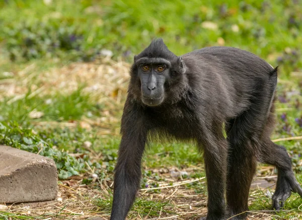 Celebes Crested Macaque Sulawesi Macaque Nebo Černá Opice Která Starý — Stock fotografie