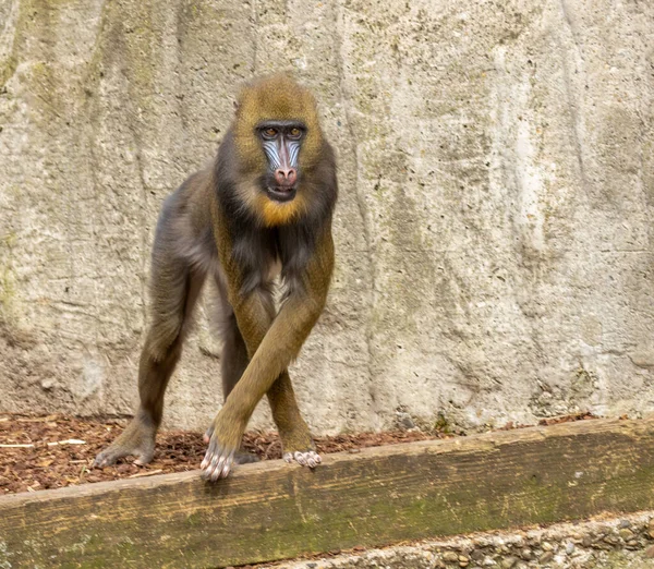 Mandrill Primát Opice Opice Modrá Červená Tvář Dívající Kamery Sedí — Stock fotografie