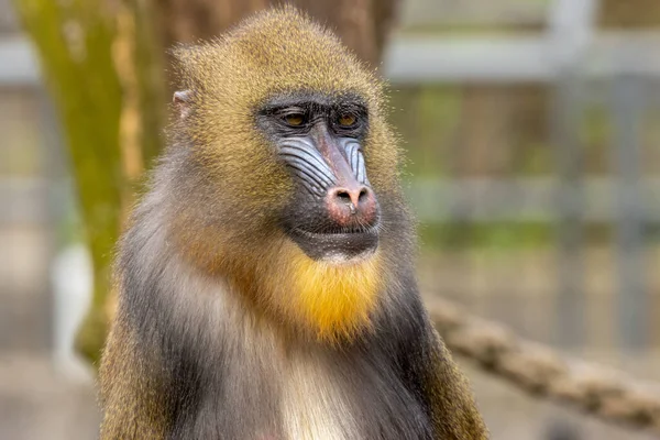 Primate Mandrill Scimmia Scimmia Faccia Blu Rossa Guardando Fotocamera Seduto — Foto Stock