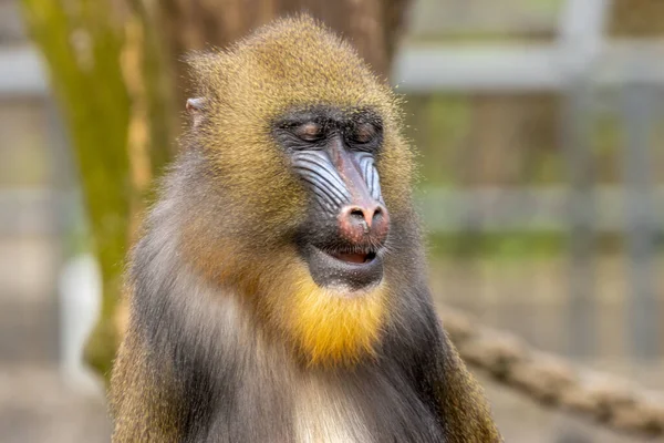 Primata Mandril Macaco Macaco Rosto Azul Vermelho Olhando Para Câmera — Fotografia de Stock